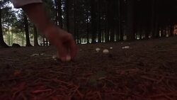 Picking mushrooms Stock Footage