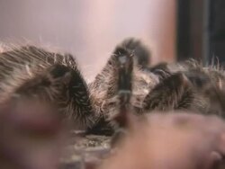 Tarantula at Chester Zoo Stock Footage