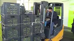 CLEAN : Climate change threatens Tunisia olive farming News Clip