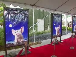 'Charlotte's Web' Los Angeles Premiere Stock Footage