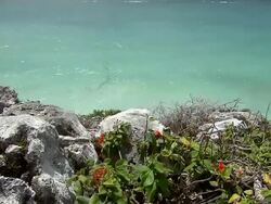 WS TU View of flowers growing out of walls of Pyramid El Castillo [The Castle] to Caribbean sea / Tulum, Quintana Roo, Mexico Stock Footage