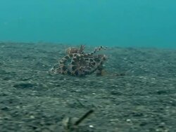 Wonderpus octopus (Wunderpus photogenicus) moving over a sandy seabed. This spectacular long-armed octopus has a venomous bite. Filmed in the Lembeh Strait, Sulawesi, Indonesia Stock Footage