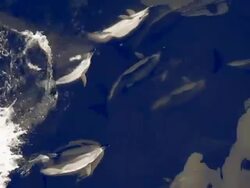 Dolphins travel with the ship Stock Footage