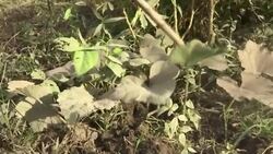 Experts' warning over erupting Philippines volcano Instructional Video