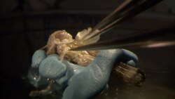 Tweezers prod at a dead locust during an autopsy. Stock Footage