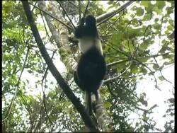 Milne-Edward's Sifaka Propithecus diadema edwardsi Ranomafana National Park Stock Footage