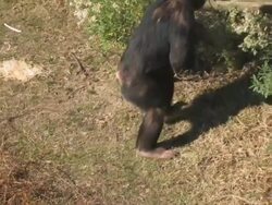 Chimpanzee in the field Stock Footage