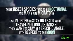 Why are Insects Attracted to Light? Instructional Video