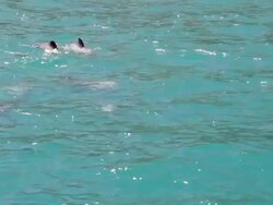 MS Shot of Dolphins / Akaroa, New Zealand Stock Footage