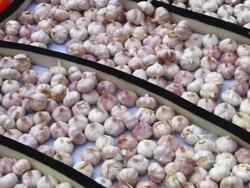 Plenty of garlic Stock Footage