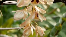 orange orchids Stock Footage