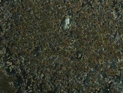 High Angle  _ A seed germinates in moist soil Stock Footage