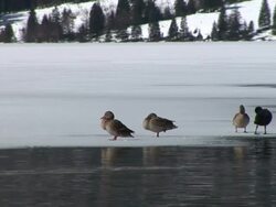 HD: Ducks in winter Stock Footage