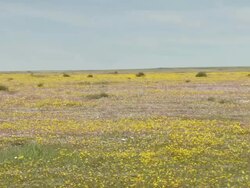 WS View of Wild flowers of Namaqualand carpeting flat land with several visible and scattered bushes / Namaqualand, Northern Cape, South Africa Stock Footage