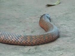 Snake crawling Stock Footage