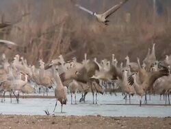 MS SLO MO Shot of Flocks of Sandhill Cranes, Grus canadensis, standing in water / Kearney, Nebraska, United States Stock Footage