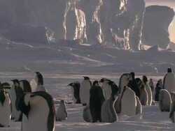MS TD Groups of penguins and chicks at snow / EkstrÃƒÂ¶m Ice Shelf,Atka Iceport Emperor Penguin Colony,  Queen Maud land, Antarctica Stock Footage