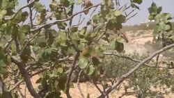 FSA rebels and Turkish tanks near Jarablus News Clip