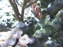 Clown Fish Swimming Stock Footage