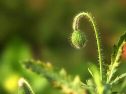 Poppy bud Stock Footage
