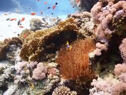 Coral And Fish Stock Footage
