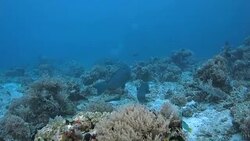 Humphead (Bumphead) parrotfish schooling in ocean floor, Raja Ampat Stock Footage