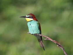 Bee-eater Stock Footage