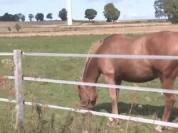 horse on the meadow HD natural concept Stock Footage