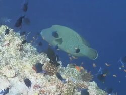Napoleon Wrasse (Cheilinus undulatus) surrounded by schools of Scalefin Anthias (Pseudanthias squamipinnis) and Blue Triggerfish at reef edge, profile, Vaavu Atoll, The Maldives Stock Footage