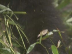 Giant Panda cubs, Chengdu Panda Base, Sichuan, China  Stock Footage