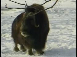 CU male Musk Oxen, Ovibos moschatus, chasing each other, Arctic Circle Stock Footage