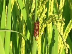 HD: Insects on rice stem against leaf and grains (video) Stock Footage