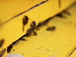 Honey Bees at the entrance Stock Footage