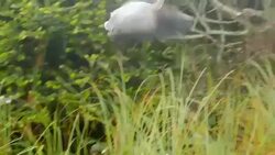 Bird Great Blue Heron Flying Away Stock Footage