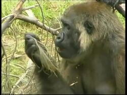 Gorilla, mother and baby, chewing mother sitting cradling young baby, CU, Israel Stock Footage