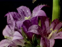 CU T/L  Purple flower opening with yellow stamen  / Studio City, California, USA Stock Footage