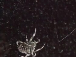 spider building a web Stock Footage