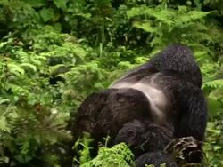 Chest Beating, Gorilla Male Stock Footage