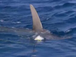 Great hammerhead shark, Sphyrna mokarran, goes for a take bait, Bahamas  Stock Footage