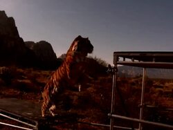 Medium, Pan-right - A tiger runs and leaps onto a table / USA Stock Footage