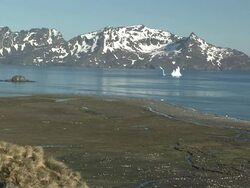 WS, HA, King penguin (Aptenodytes patagonicus) rookery, bay and mountains in background, South Georgia Island, Falkland Islands, British overseas territory Stock Footage