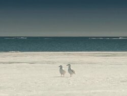 Sea Gulls stand on the Hardened Sea Ice early summer in the Arctic Circle, the ocean shimmers behind Stock Footage
