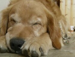HD: Dog Sleeping On The Floor Stock Footage