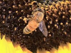 Bee Slow Motion Stock Footage