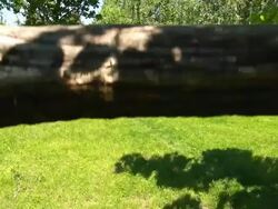 Crane Shoot Of Trees In The Park Stock Footage