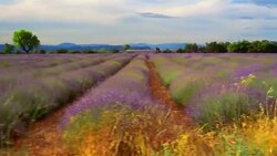 Rows of lavender grow on a farm in Provence, France. Stock Footage
