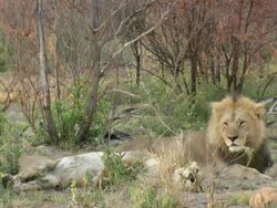 MS Shot of lion and collared lioness resting and sleeping / Okavango Delta, North-West District, Botswana Stock Footage