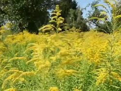 Fowers (Goldenrod) in the wind Stock Footage