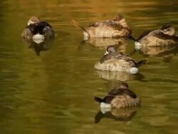 Ducks Stock Footage
