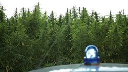 Police car in front marijuana field Stock Footage